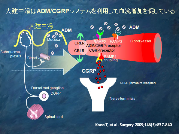 大建中湯はADM/CGRPシステムを利用して血流増加を促している